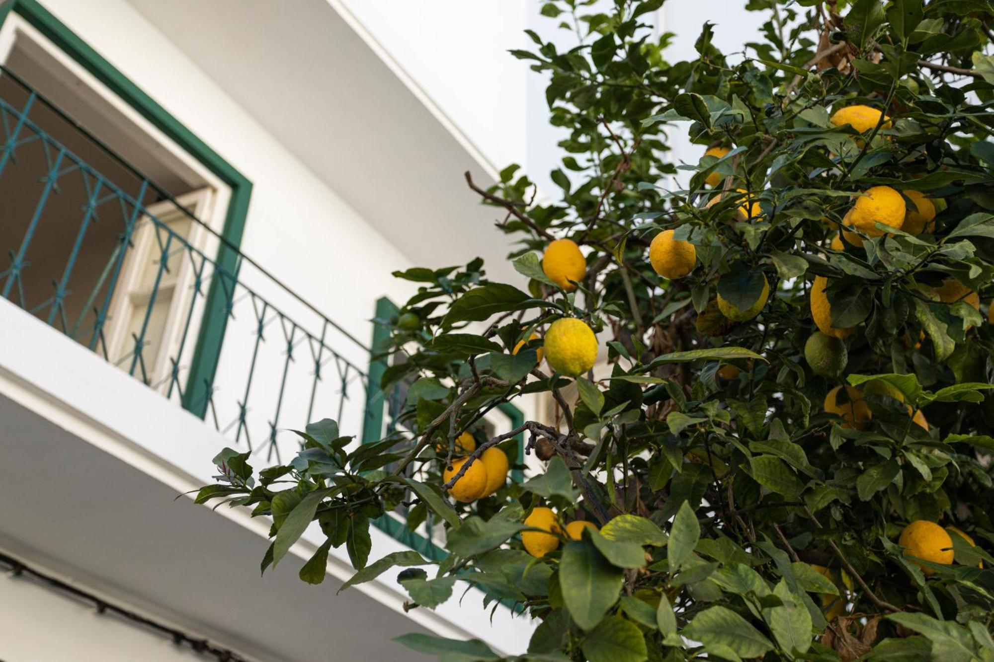 Lemon Hostel Faro Exterior photo